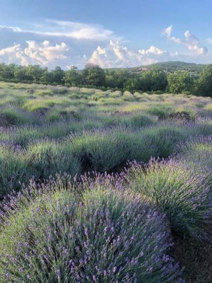 Apartament Lavanda