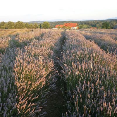 Apartament Lavanda